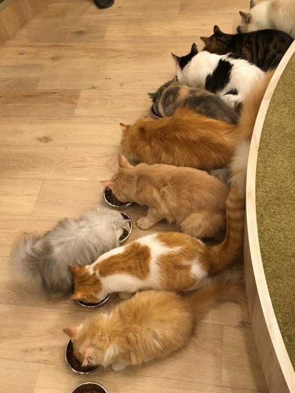 ご飯タイム