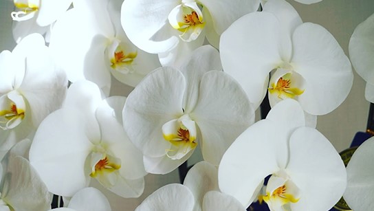 胡蝶蘭（Phalaenopsis orchid） 出典：https://www.aninkagama.com/service/#service01