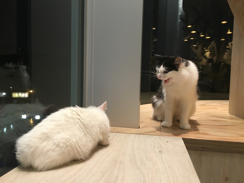 猫カフェMoCHA（モカ）原宿店 ケンカ