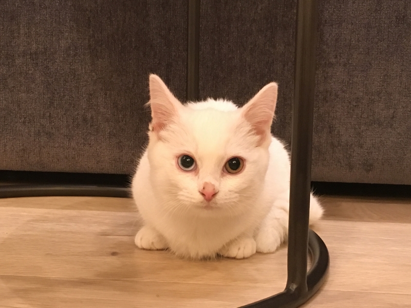 猫カフェMoCHA（モカ）原宿店 白い猫