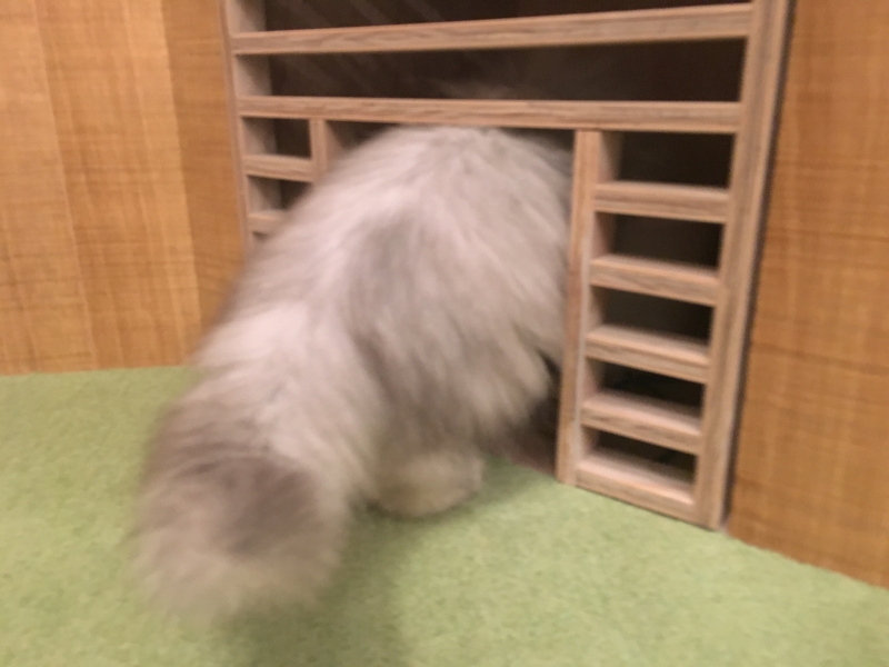 猫カフェMoCHA（モカ）原宿店 水を探す
